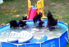 Family Was Planning On Using The Pool, But They Found It Was Already Occupied