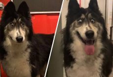 Beautiful Cross-Eyed Husky Cruelly Abandoned by Breeder Finds Forever Home
