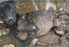 Blinded-Dog Laid Down & Waited For Heaven, Strained To Get Up As Woman Hollered