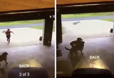 Little Boy Sneaks Into Neighbor’s Garage Every Day, Hugs Dog And Runs Away