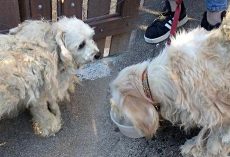 Disheveled Dogs Confided In Each Other After They Were Kicked Out Onto The Street