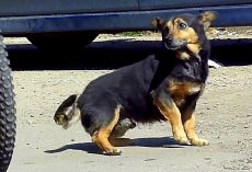 Dumped Dog Runs Around Busy Streets And Begs For Someone To Spare Him A Glance