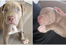 Thugs Hold Knife To Man’s Throat & Make Him Fork Over His American Bulldog Pup