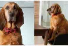 Company Launches National Dog Search For Chief Tasting Officer With $20K Salary