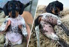 Adorable Dachshund Looks Like He Has The Body Of A Cow (30 Pics)