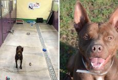 Dog Finds Himself All Alone At Shelter After Everyone Else Gets Adopted