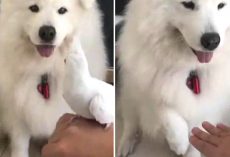 Friendly Samoyed Pup Offers Paw To Copy Owner And Hold The Pet Bird