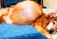 Woman Dumps Dog With 46-lb Tumor On Far-Off Beach, Dog Lay In 1 Spot For Days