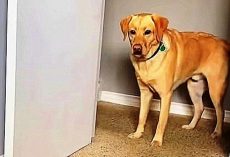 Dog Sees Statue That Looks Just Like Him And It Completely “Freaks Him Out”