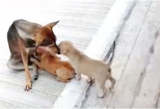 Fractured Street Dog Still Nursed And Loved Her Babies As Best She Could