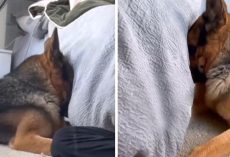 German Shepherd Puts Himself In Time-Out Ashamed That He Got In The Trash