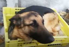 Couple Gives Away German Shepherds Leaving Them Panicked And Scared