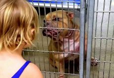 Little Girl Wanted The Dog Who Was Shaking & Hiding At The Back Of The Shelter