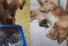 Golden Retriever Sees Cat Nursing Her Kittens, Mimics Being A Mama