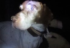 Hunting Dog Was Tied To A Tree At Night So He Couldn’t Follow His Owner Home