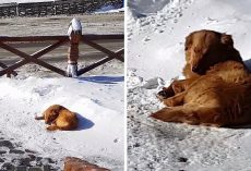 Dog Goes Hungry For Weeks As Owner Dumps Her Outside A Remote Hotel And Leaves