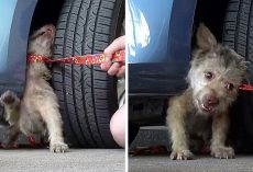 Abandoned Dog Bites Rescuer’s Hand Out Of Fear, But The Rescuer Doesn’t Give Up