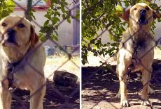Labrador Was Kept On A Short Chain And Beaten All His Life By Alcoholic Owners