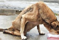 Stray With Paralysis Slithered To Food When Woman Saw Him Suffering Alone