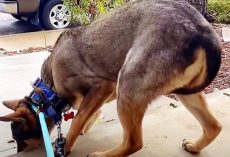 Slaughterhouse Dog Always Tucked His Tail Between His Legs & Shivered Until He Met His Forever Family