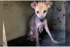 She Hunched Over In Old Doghouse, Her Body Decaying As She Waited For Help