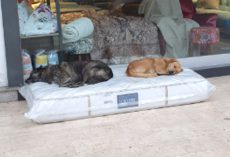 Furniture Store Leaves Out A Mattress For The Neighborhood Strays To Rest On