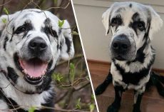 Meet Blaze, The Internet’s First Multi-Colored Labrador Retriever