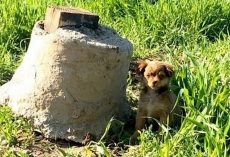 Man Thought He Was About To Save A Puppy, But He Got “Ambushed And Attacked”