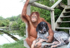 12 Dogs With Their New Non-Dog Friends