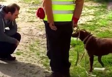 Dog Didn’t Recognize Her Dad After Being Lost For 3 Years, Then Dad Crouched