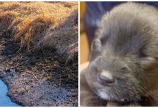 With Every Ounce Of Strength In Their 3-Day-Old Bodies, They Cried From A Ditch