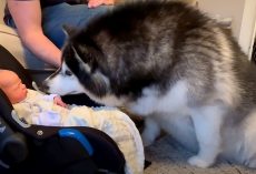 Giant Dog Forgets Her Own Size And Goes Straight For The Newborn Baby’s Face