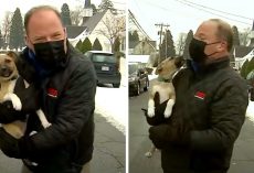 Runaway Puppy Crashes A News Report On Live TV And Becomes The Star Of The Show