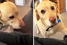 Super Polite Dog Taps Man’s Leg To Let Him Know That He’s Sitting In His Spot