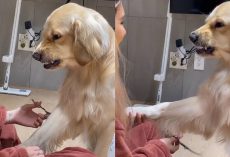 PROOF Dogs Are The Most Dramatic Animals