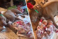 Protective Pitbull Dog Gently Watches Over Newborn Babies