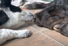 Puppy Takes It Upon Himself To Help Calf Born In The Freezing Cold