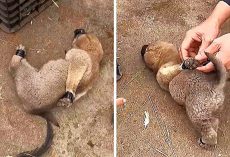 Woman Ties A Puppy’s Legs And Mouth With Tight Tape And Puts Her Up For Sale