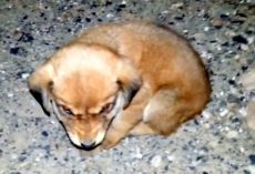Man Picks Up Tiny Puppy Who Was Whining In Pain On The Road And Takes Him Home