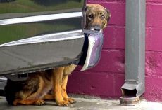 Homeless German Shepherd “Cries Like A Human” Whenever Anyone Gets Too Close