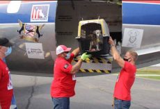 They Open The Door Of The Plane After A Long Trip And 130 Cats And Dogs Run To Their New Parents