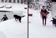 Woman Jumps Into Frozen Pool To Save Her Dog But The Dog Had Already Gone Limp