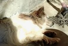 Owners Want Dog They Kept Outside Around The Clock Gone Because She Stinks