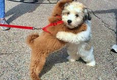 Puppy Best Friends Greet One Another With A Hug Every Time They See Each Other