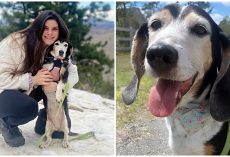 Heartbroken Woman Is Searching For Stolen Car With Her 15-Year-Old Dog Inside
