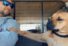 Rescue Dog Keeps Paw On New Dad At All Times To Make Sure He Won’t Be Abandoned Again