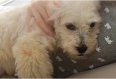 Dog Haunted By Abuser Wouldn’t Sleep, Fought To Stay Awake In Case He Came Back