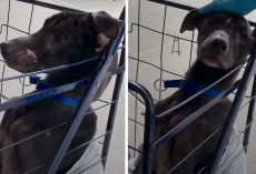 Girls Find Skinny Dog Under A Bridge, Put Him In A Cart With Some Blankets