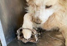 Lost Pup Gets His Foot Caught In Illegal Trap While Trying To Find His Family
