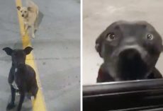 Two Stray Dogs In Parking Lot Wag Their Tails At Everyone In The Hopes Of Being Adopted